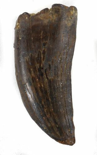 Bargain Tyrannosaur Tooth - Montana #37544